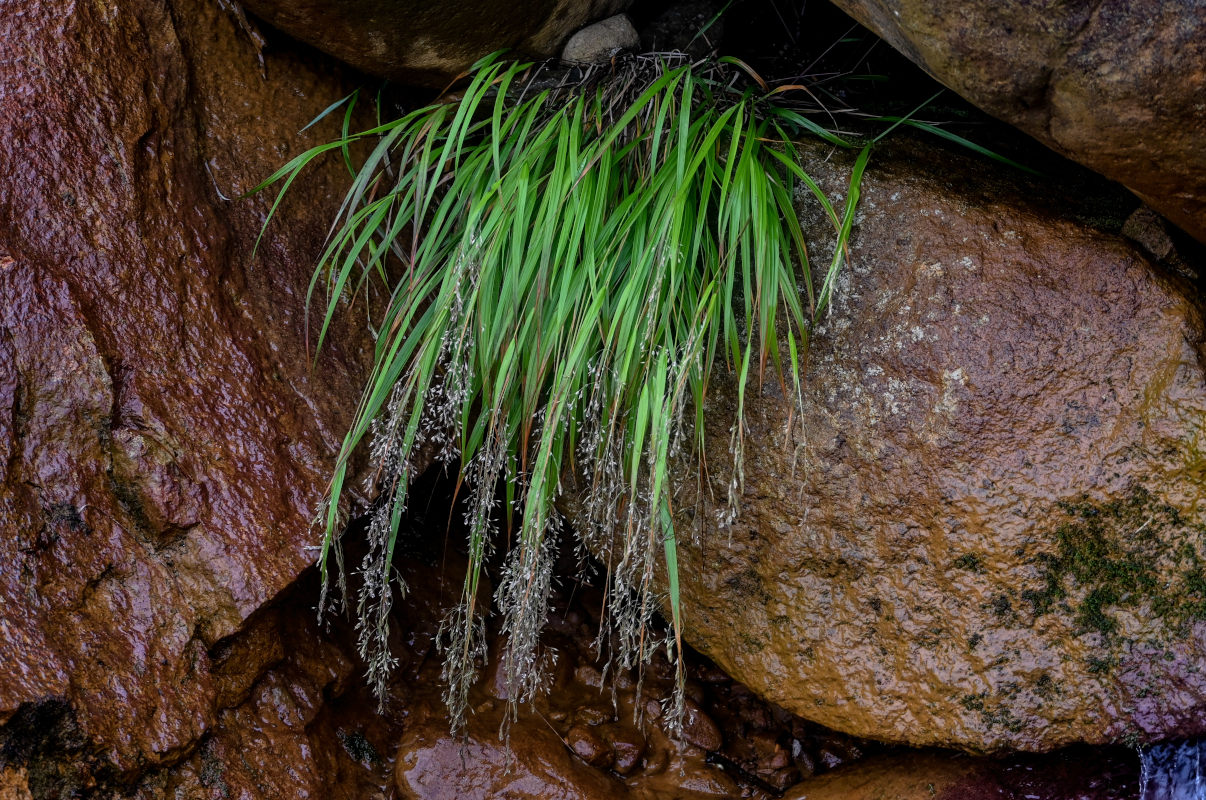 Изображение особи семейство Poaceae.