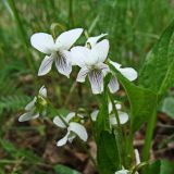 Viola patrinii. Верхушка цветущего растения. Хабаровский край, окр. г. Комсомольск-на-Амуре, дол. руч. Тёплый ключ. 09.06.2024.