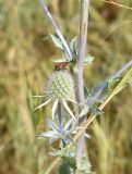 Eryngium planum. Верхушка цветущего растения с сидящим клопом итальянским. Рязанская обл., Милославский р-н, окр. дер. Гаи, на границе Тульской обл., балка Крутой Овраг, луг. 30 июля 2024 г.