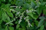 Vitex negundo. Распускающееся соцветие. Китай, Гуанси-Чжуанский автономный р-н, окр. дер. Фэнлоу, широколиственный лес. 02.06.2024.