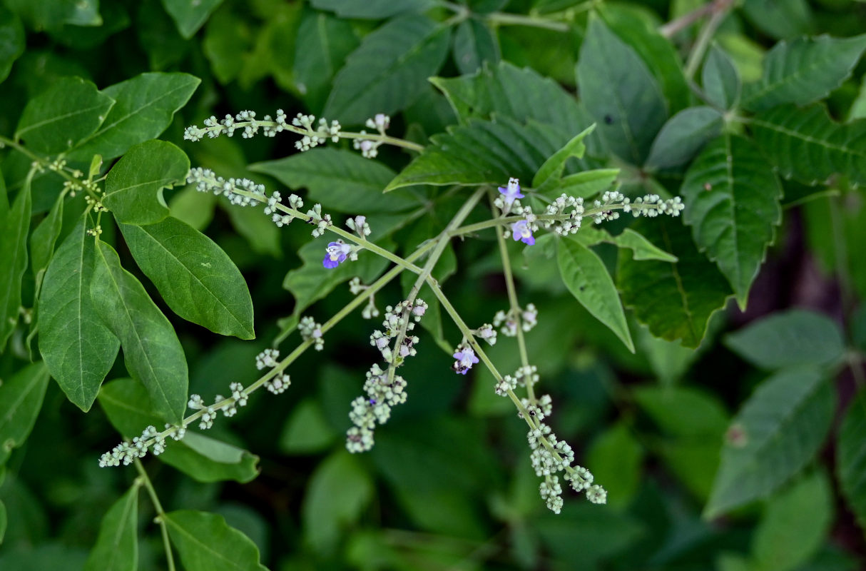 Image of Vitex negundo specimen.