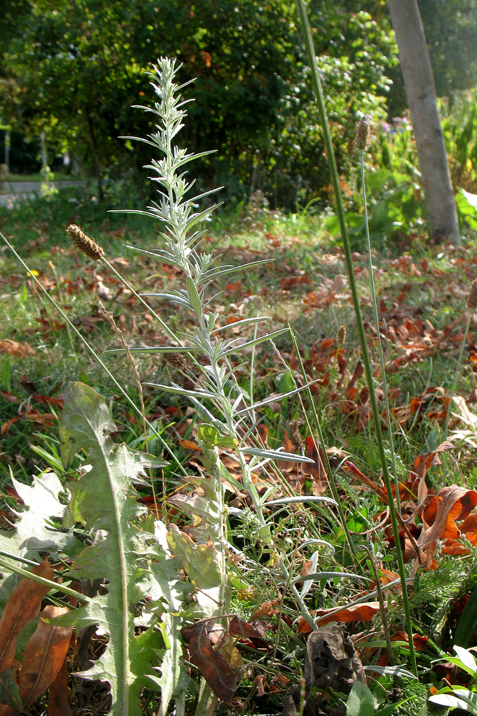 Image of Artemisia ludoviciana specimen.