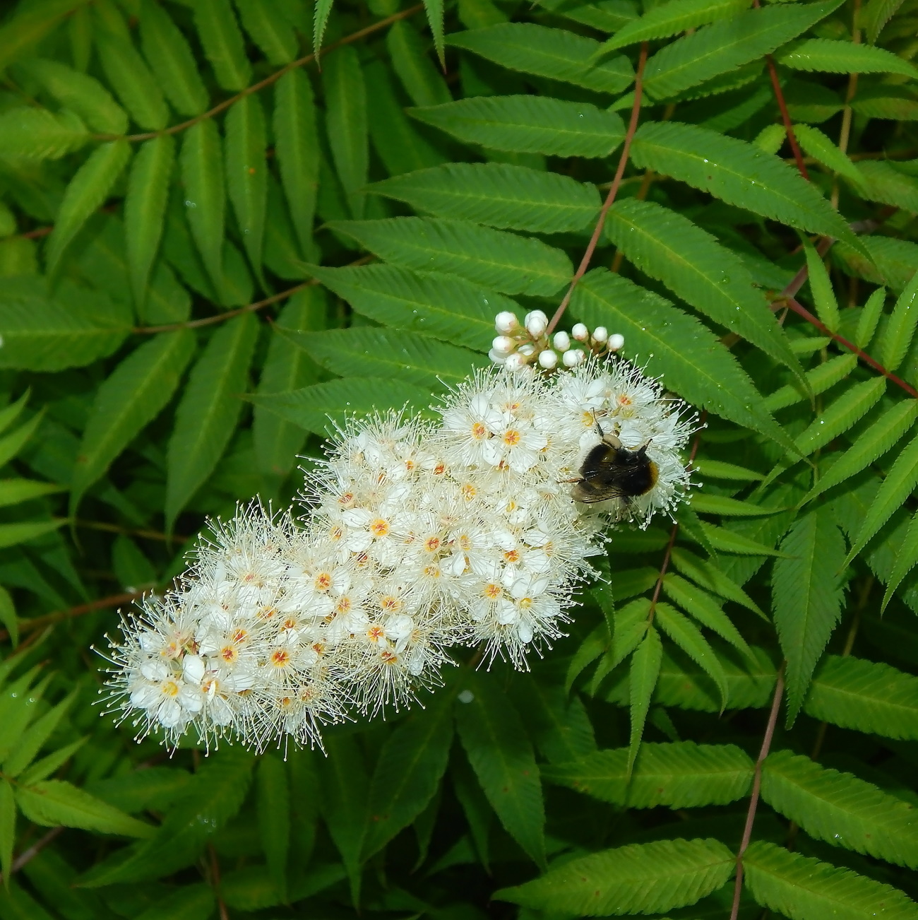 Image of Sorbaria sorbifolia specimen.