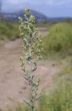 Artemisia caerulescens подвид gallica. Верхушка веточки с развивающимися (?) соцветиями. Испания, автономное сообщество Каталония, провинция Жирона, комарка Баш Эмпорда, муниципалитет Тороэлья-де-Монгри, окр. устья р. Тер, осушенный маршевый луг Платера (Platera). 22.09.2024.