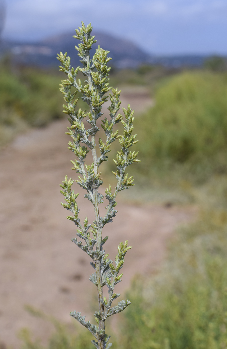 Image of genus Artemisia specimen.