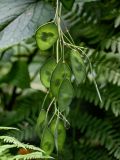 Lunaria rediviva. Незрелые плоды. Московская обл., Сергиево-Посадский р-н, долина р. Пажа, смешанный лес. 20.07.2024.