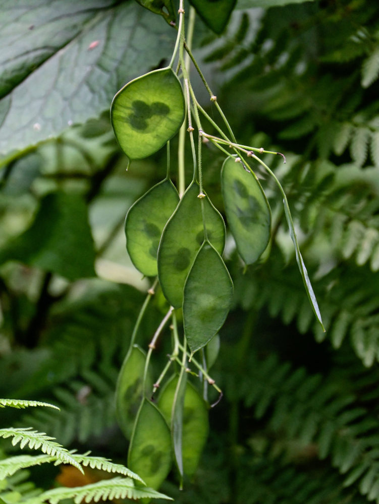 Изображение особи Lunaria rediviva.