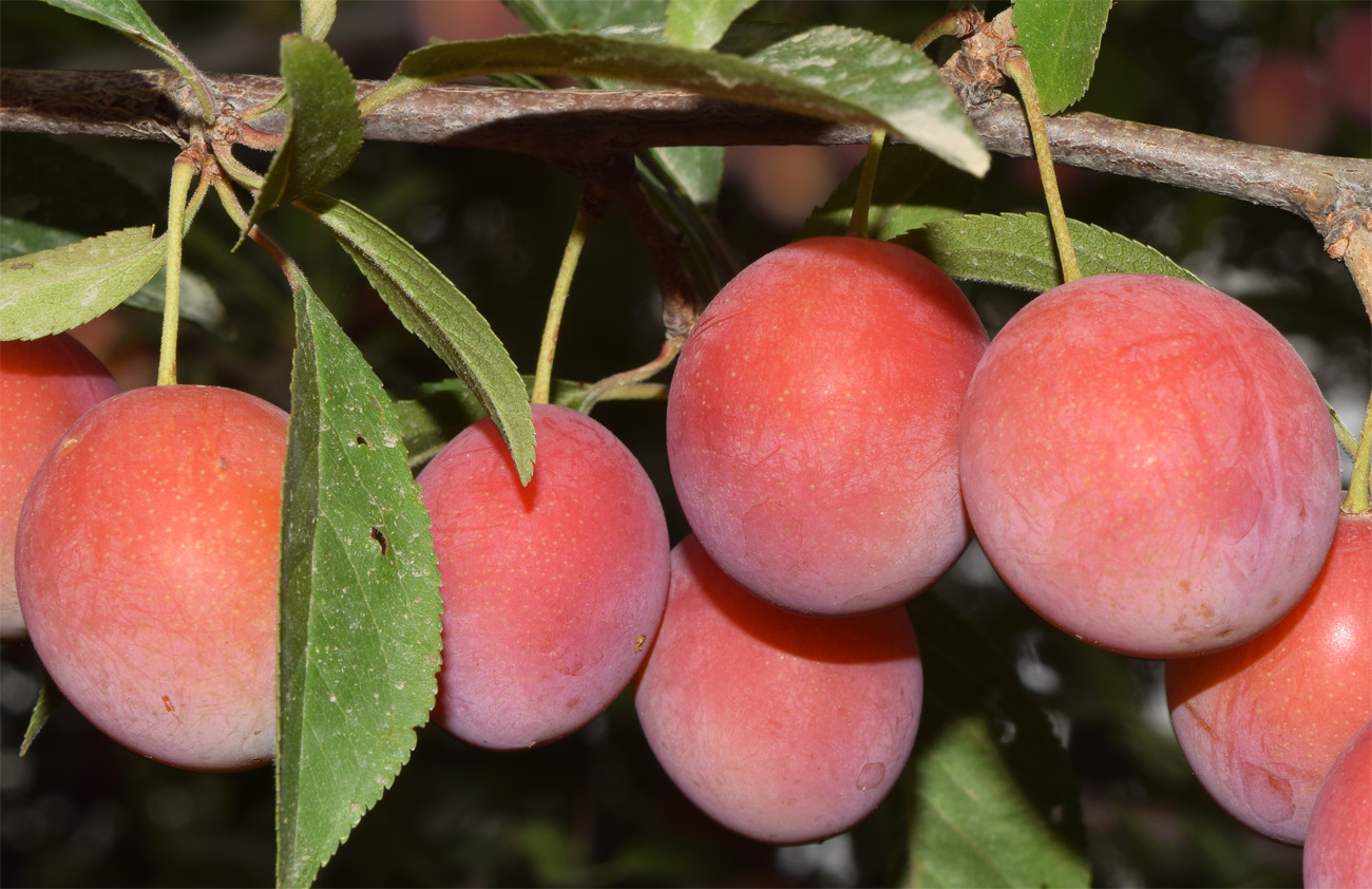 Изображение особи Prunus cerasifera.