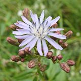 Lactuca sibirica. Цветущее и развивающиеся соцветия-корзинки. Хабаровский край, окр. г. Комсомольск-на-Амуре, разнотравный луг. 25.07.2024.