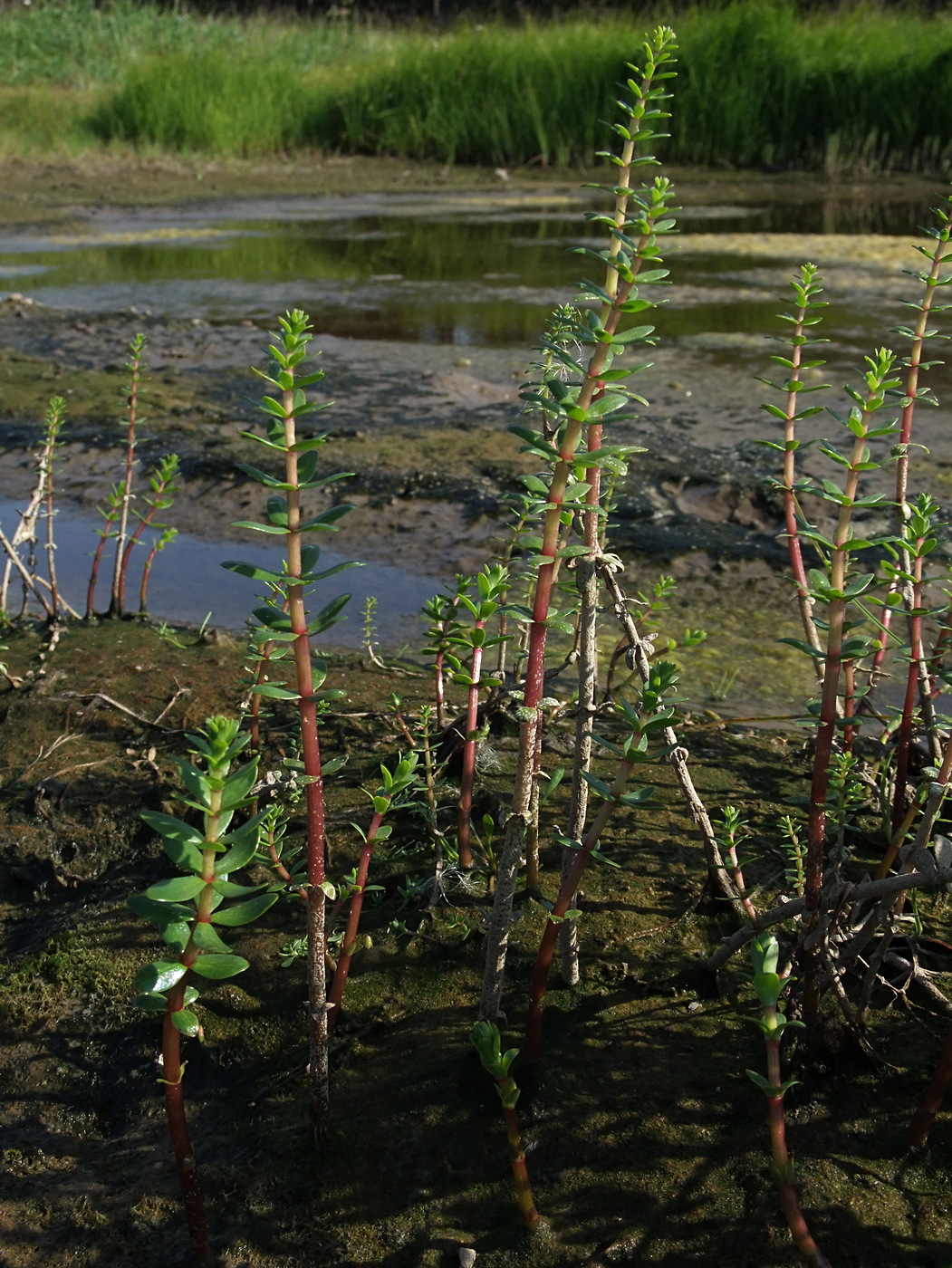 Image of Hippuris tetraphylla specimen.