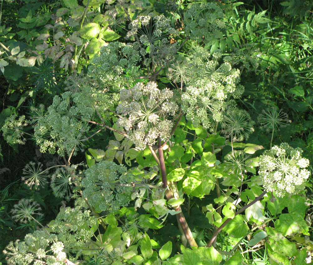 Image of Archangelica officinalis specimen.