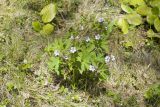 Geranium albiflorum