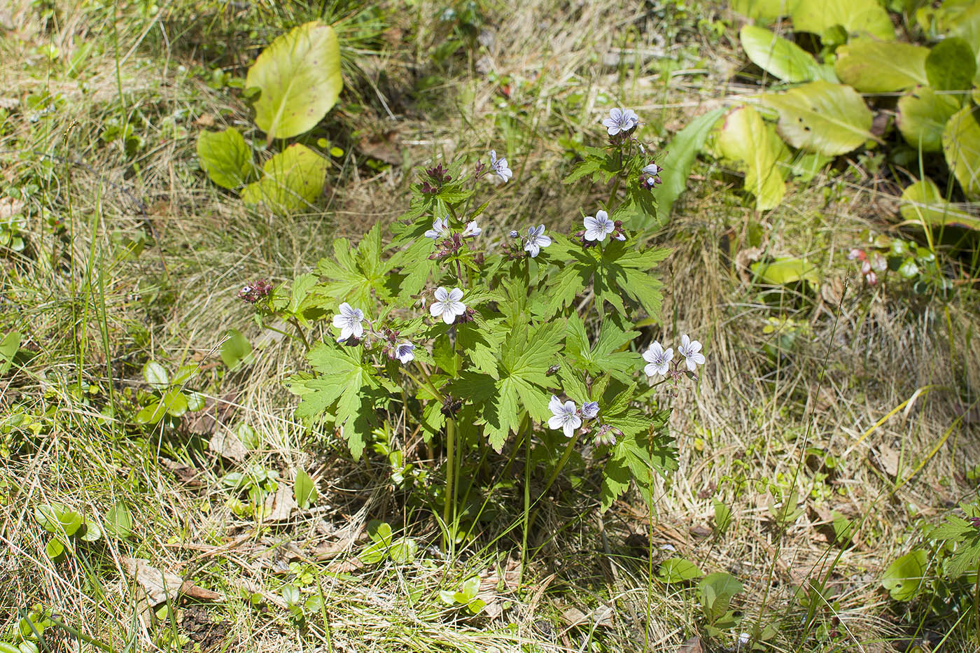 Image of Geranium albiflorum specimen.