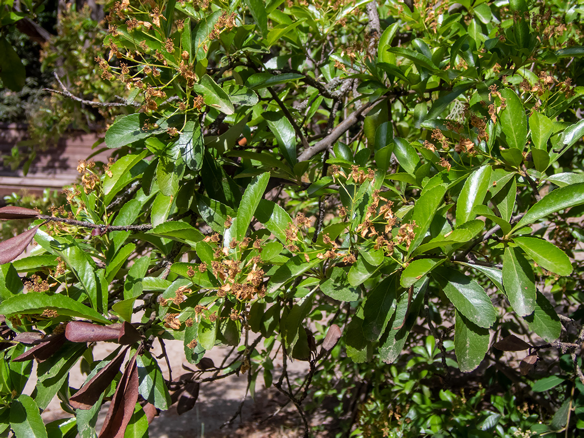 Изображение особи род Pyracantha.