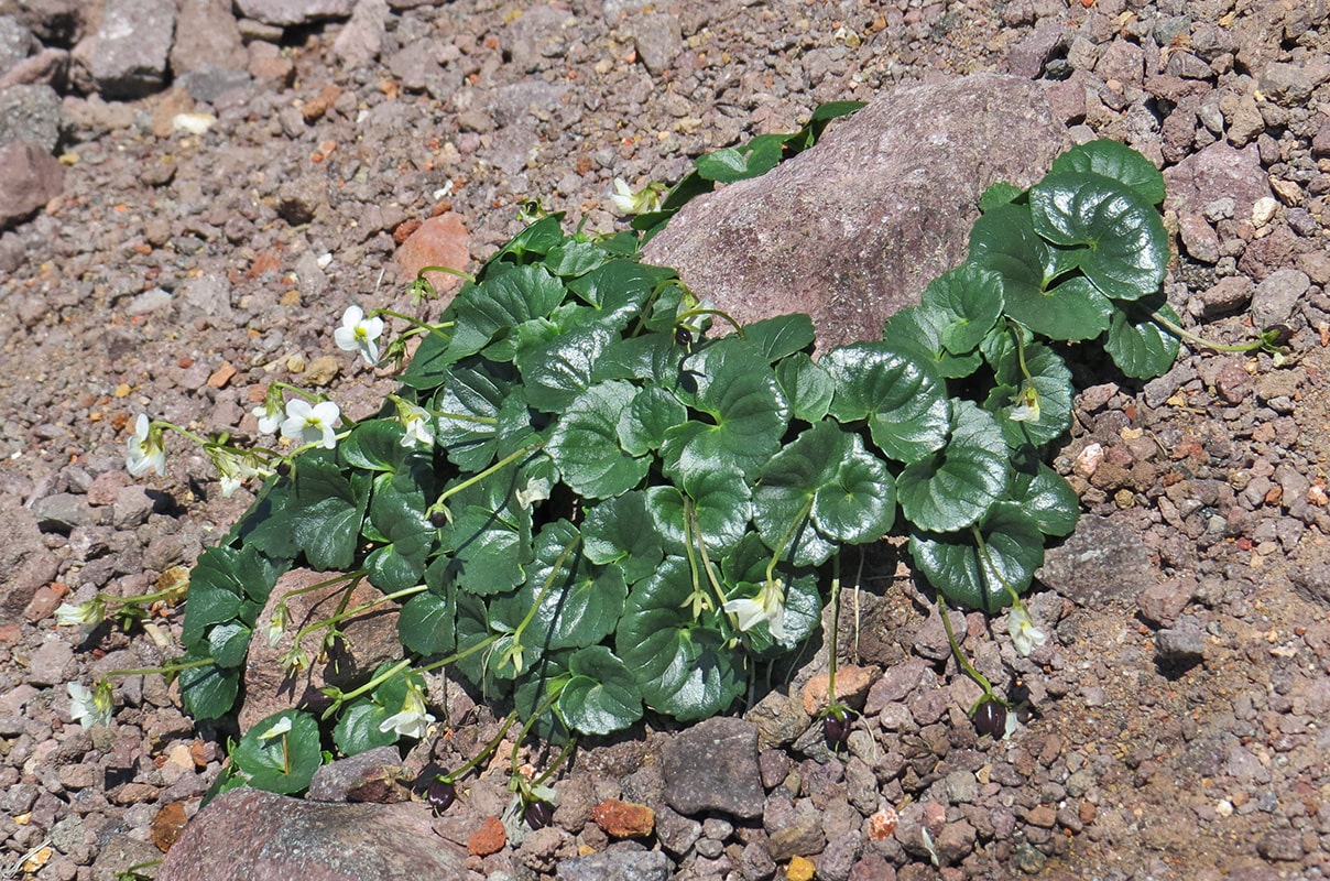 Image of Viola kitamiana specimen.