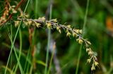 Chamaedaphne calyculata