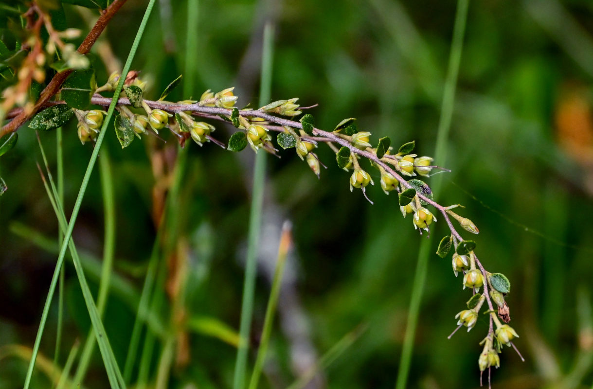 Изображение особи Chamaedaphne calyculata.