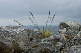 genus Festuca. Цветущее растение. Башкирия, Учалинский р-н, Тунгатаровский сельсовет, окр. дер. Яльчигулово, хр. Нурали, в трещине скалы. 26 мая 2024 г.