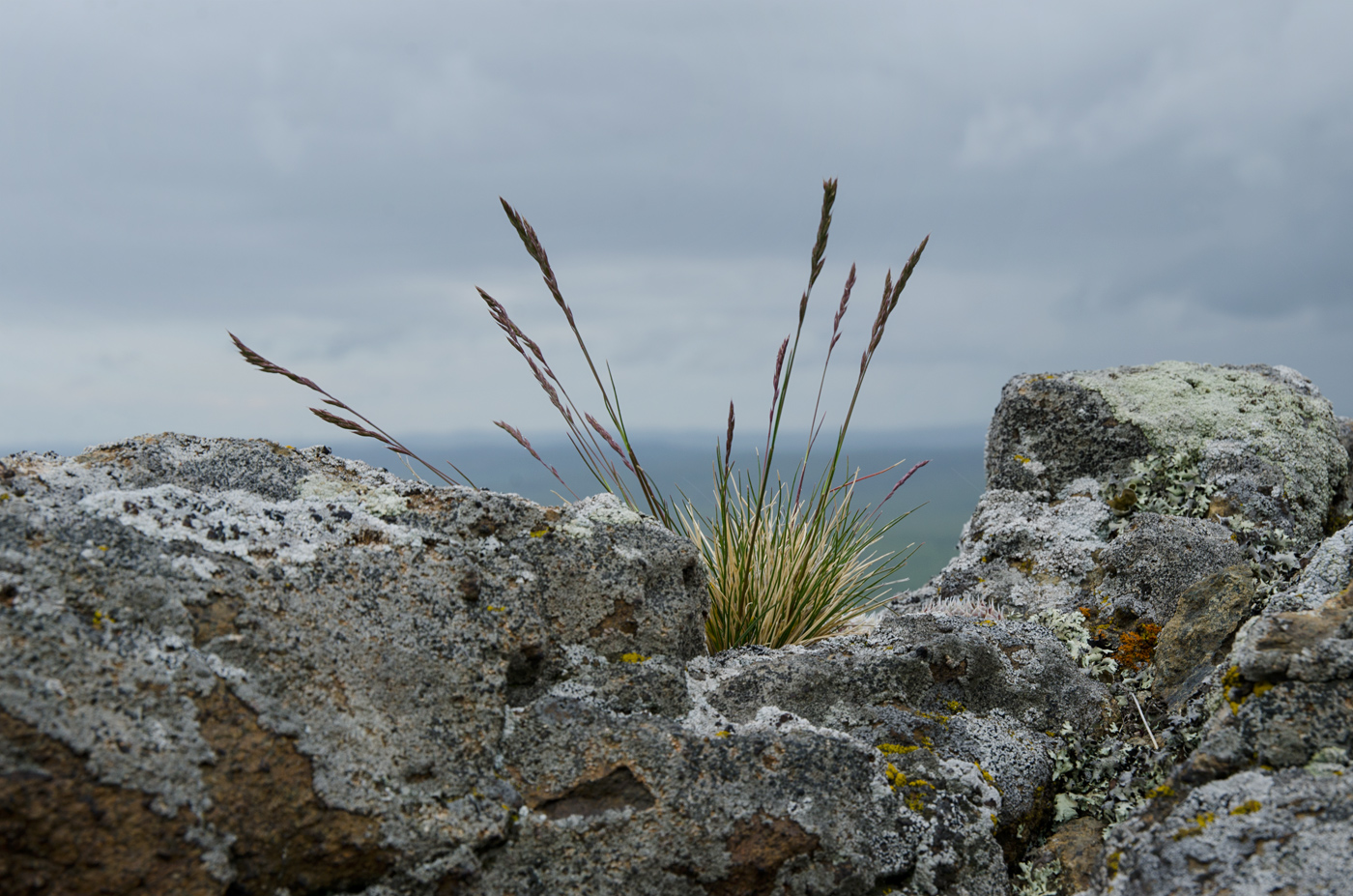 Image of genus Festuca specimen.