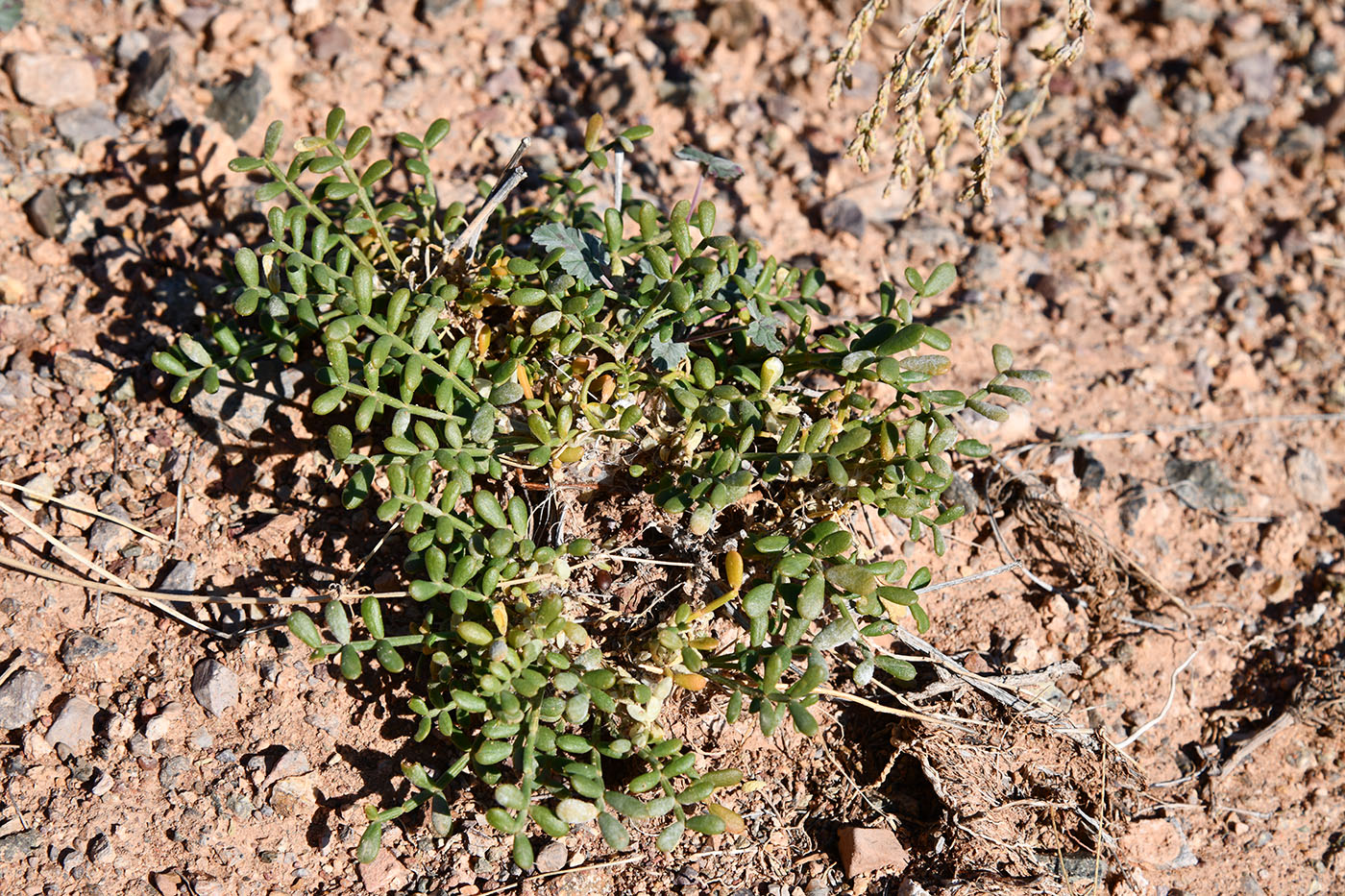 Image of Zygophyllum kegense specimen.