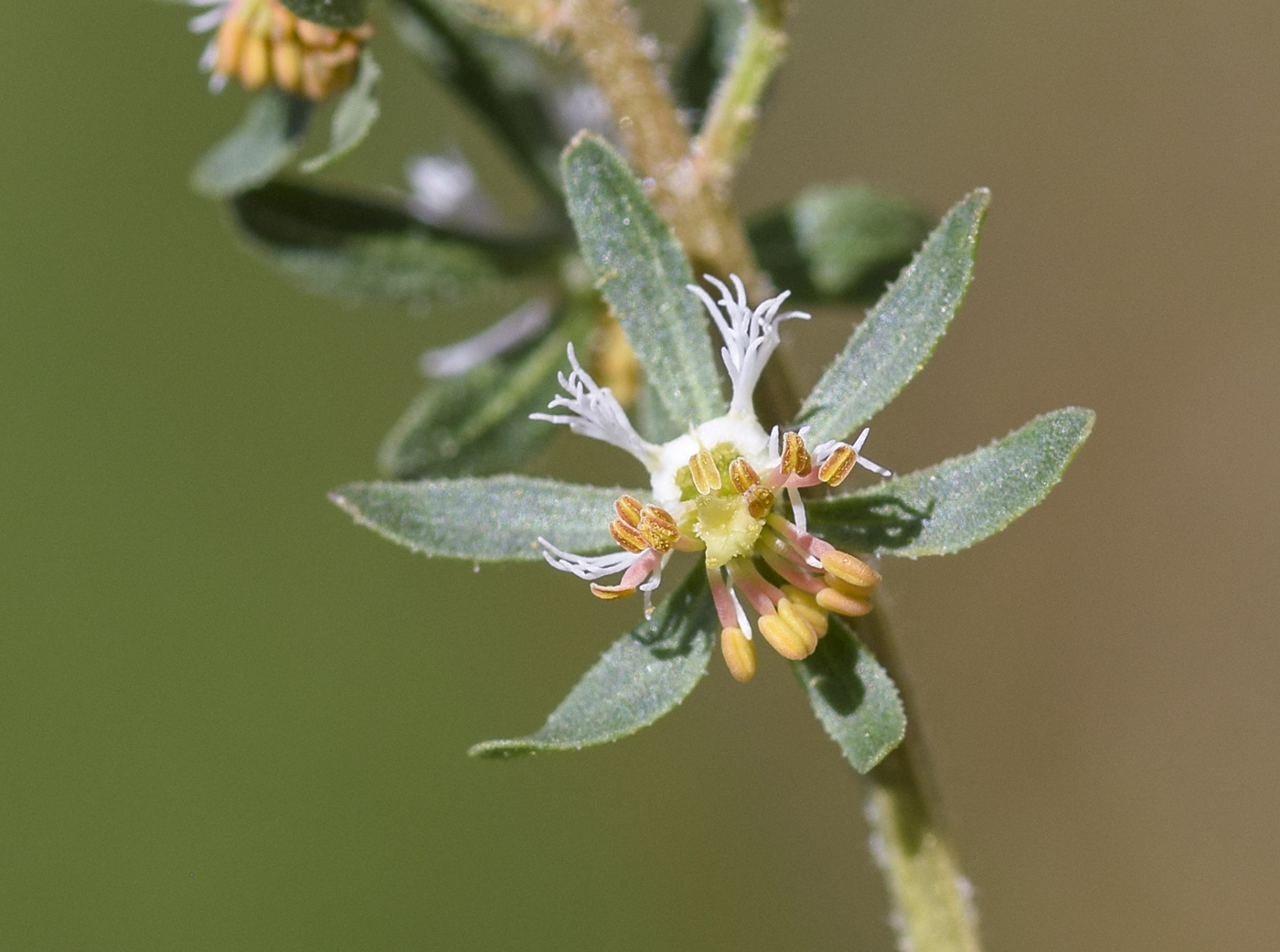 Изображение особи Reseda phyteuma.