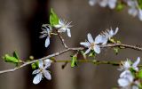 View full-size image Prunus cerasifera