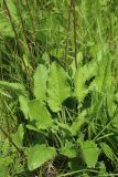 View full-size image Betonica officinalis