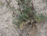 View full-size image Artemisia scoparia