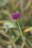 View full-size image genus Allium