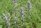 View full-size image Marrubium astracanicum