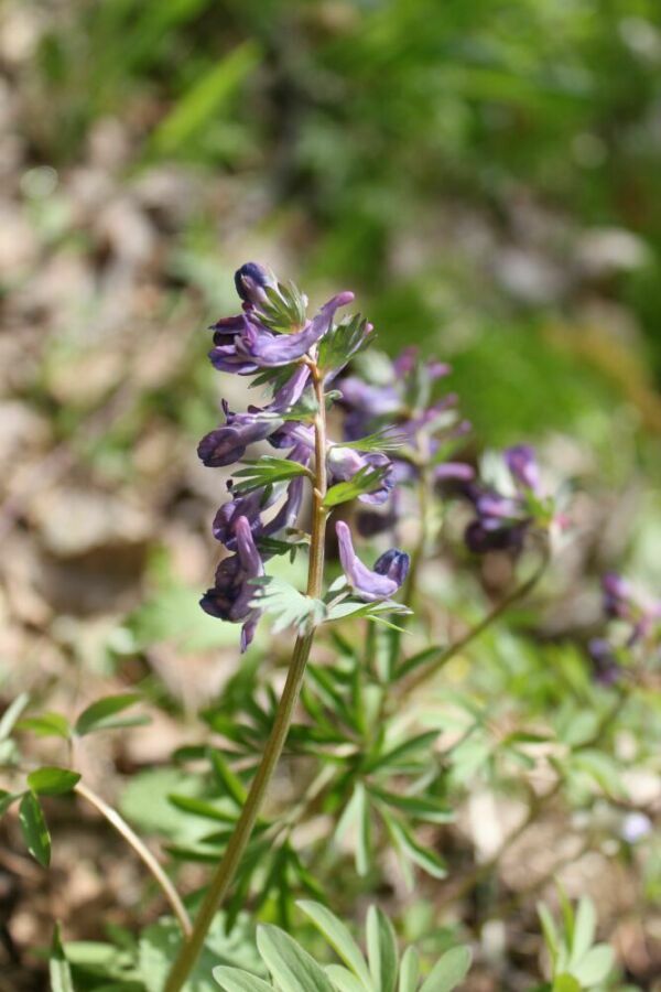 Изображение особи Corydalis subjenisseensis.