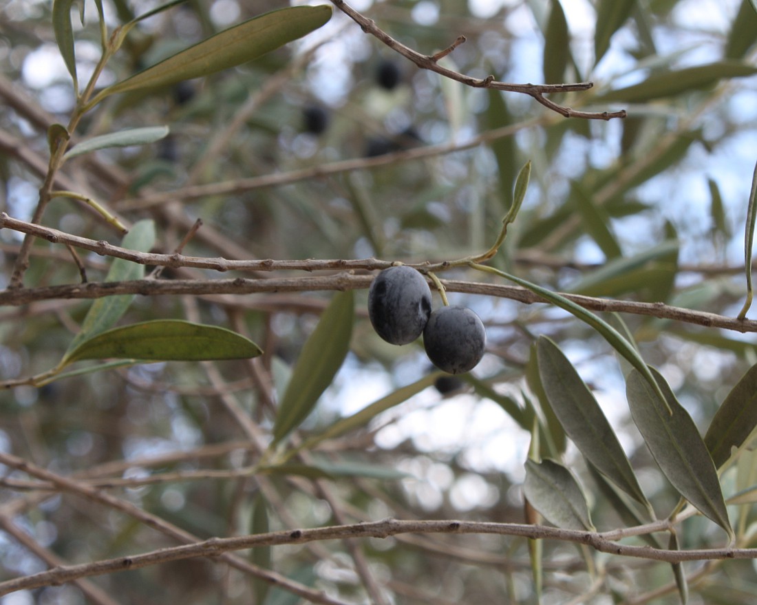 Image of Olea europaea specimen.