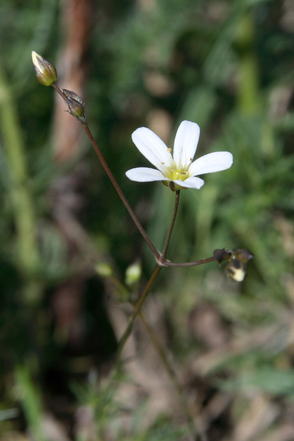 Image of Eremogone griffithii specimen.