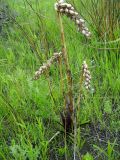 Dactylorhiza incarnata