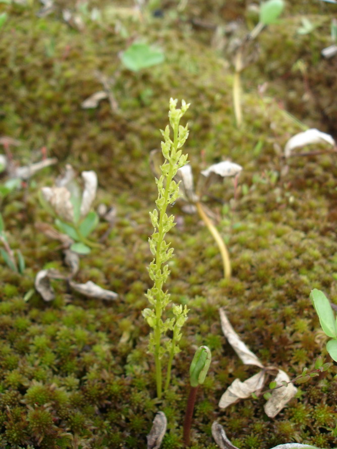 Image of Hammarbya paludosa specimen.