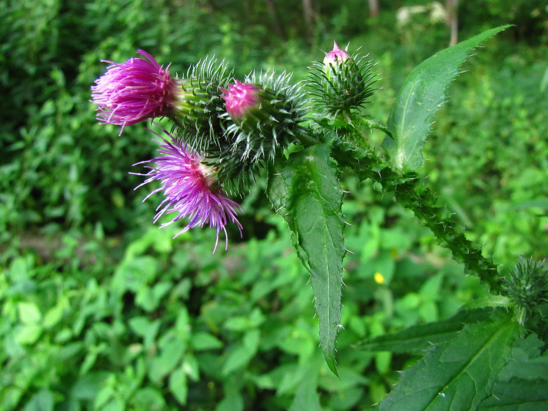 Изображение особи Carduus crispus.