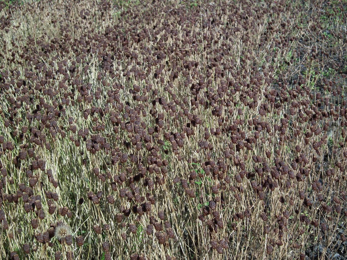 Изображение особи Trifolium spadiceum.