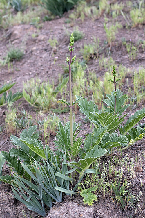 Image of Phlomoides lehmanniana specimen.