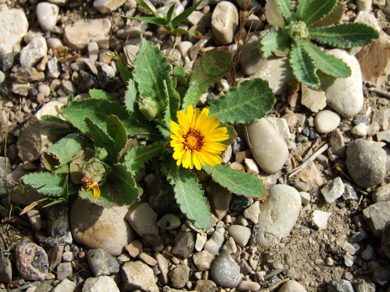 Image of Reichardia tingitana specimen.