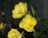 genus Oenothera