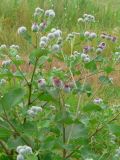 Arctium tomentosum