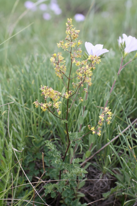 Image of Thalictrum flexuosum specimen.