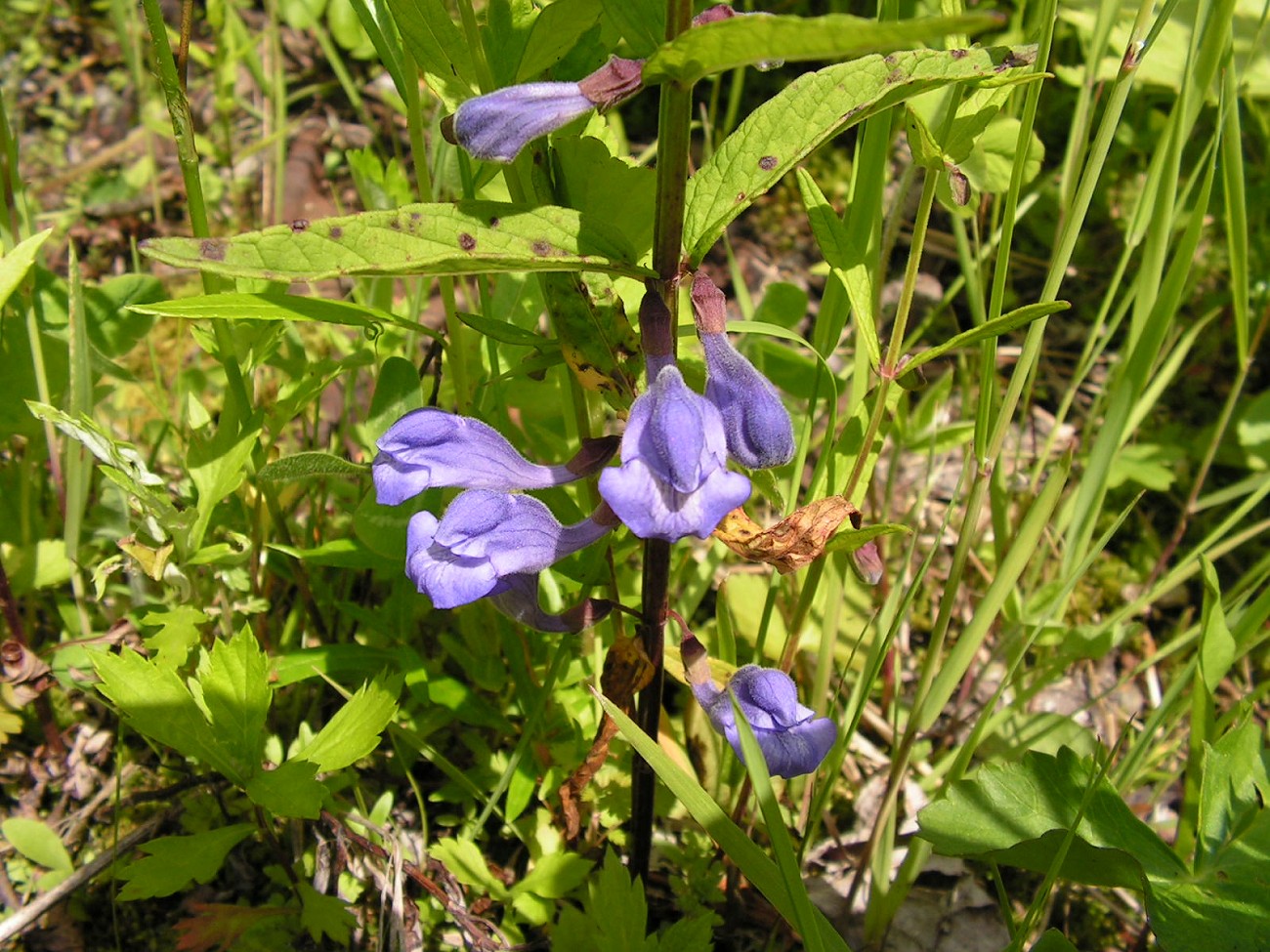 Изображение особи Scutellaria ochotensis.