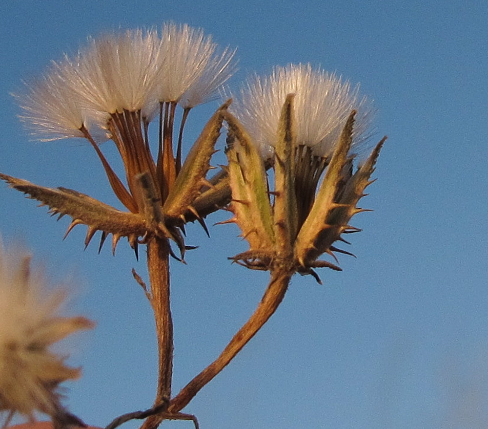 Image of Crepis aculeata specimen.