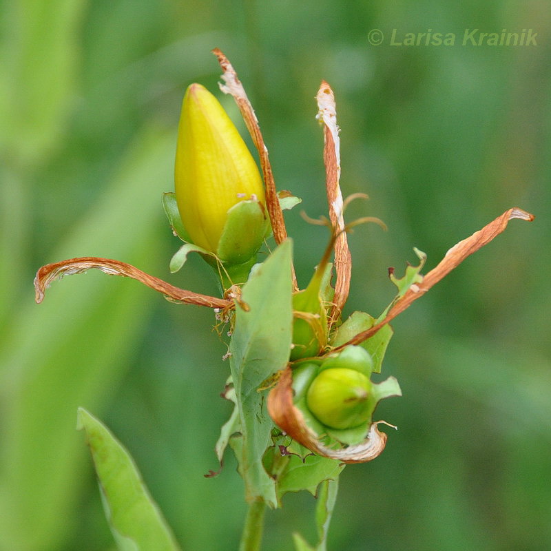 Image of Hypericum ascyron specimen.