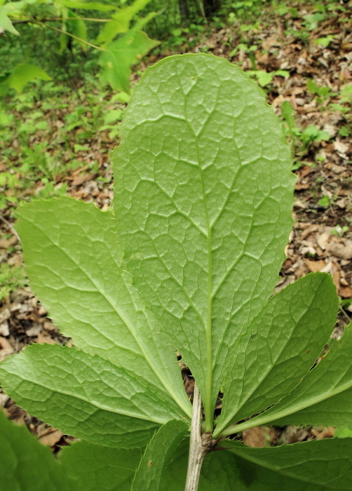 Image of Berberis amurensis specimen.