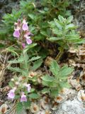 Teucrium chamaedrys. Цветущее растение. Южный Берег Крыма, г. Судак, западный склон горы Алчак. 13.06.2012.