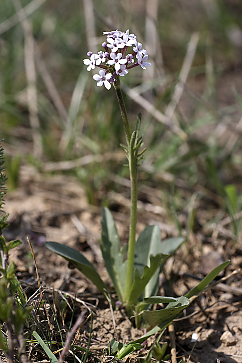 Image of Valeriana chionophila specimen.