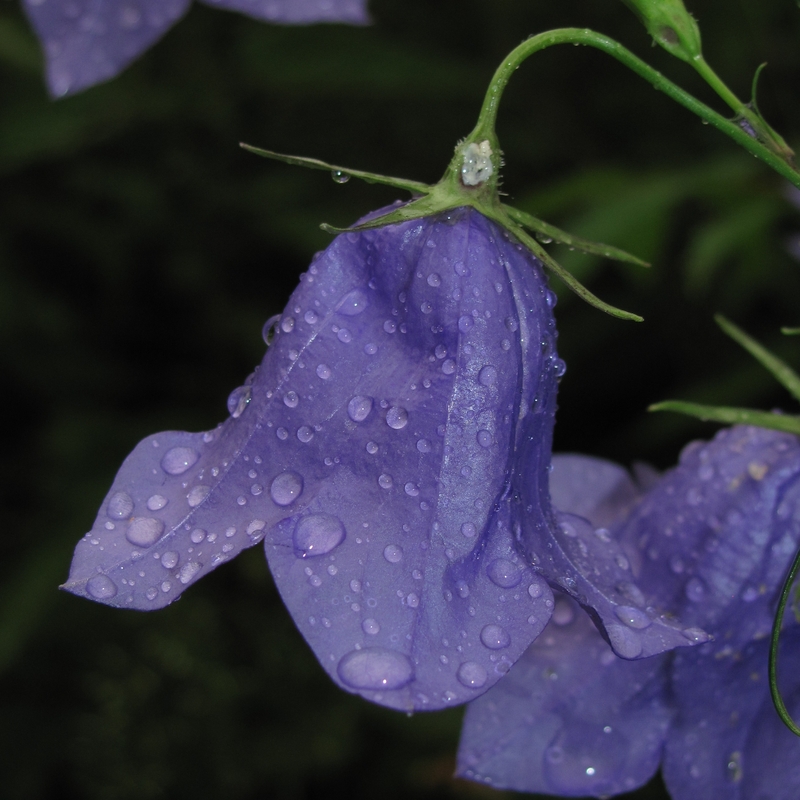 Изображение особи Campanula persicifolia.