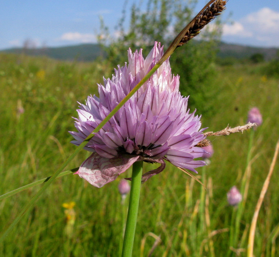 Изображение особи Allium schoenoprasum.